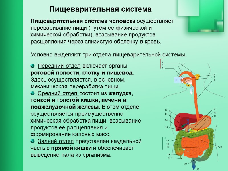 Пищеварительная система Пищеварительная система человека осуществляет переваривание пищи (путём её физической и химической обработки),